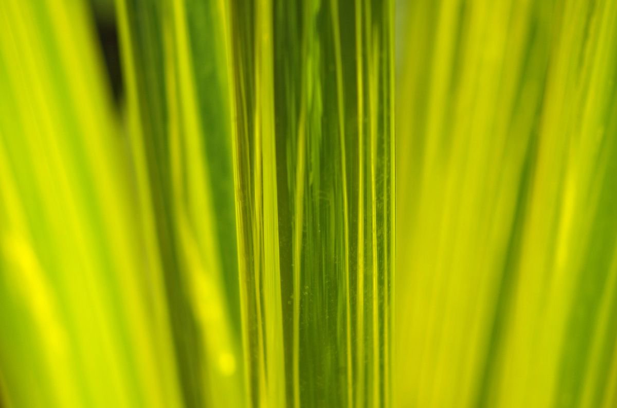 Abstract Botanical Photograph By Marc Ehrenbold, 40 X 30", Green Glass Blades, Original Artwork