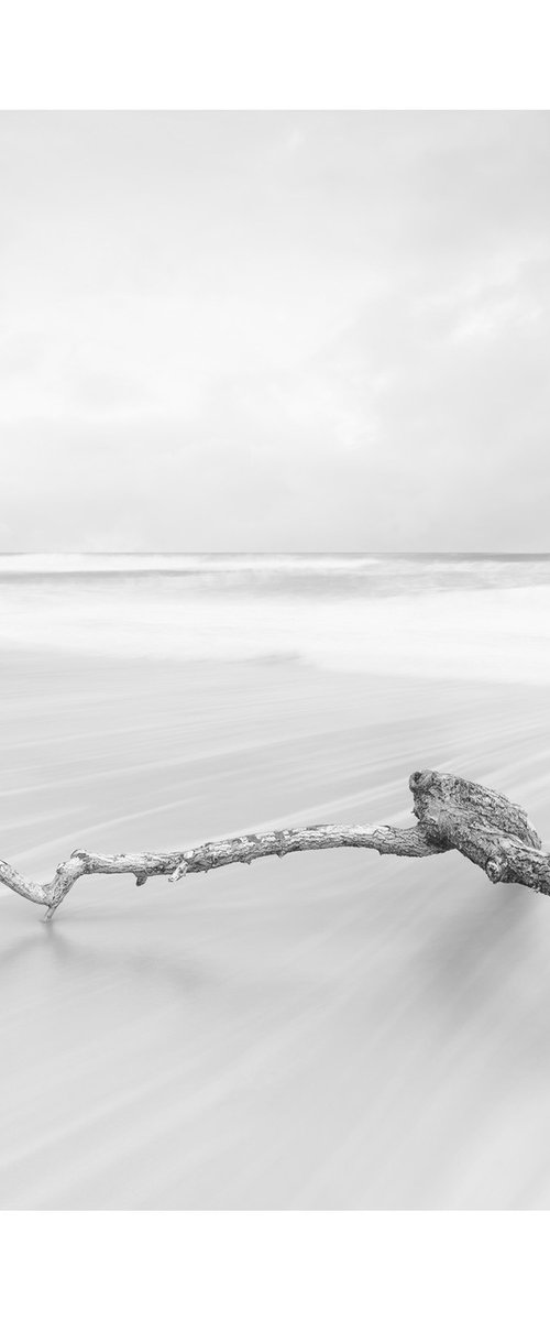 Sea Branch II by David Baker