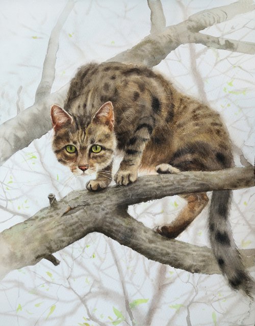 Country cat climbing tree by Olga Beliaeva Watercolour
