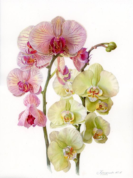 Two Orchid Blooms