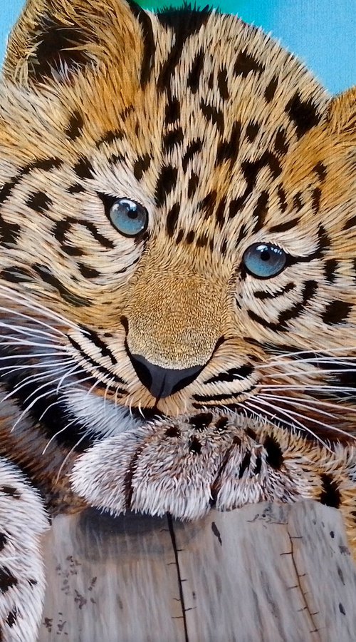 Baby Leopard by Barry Gray