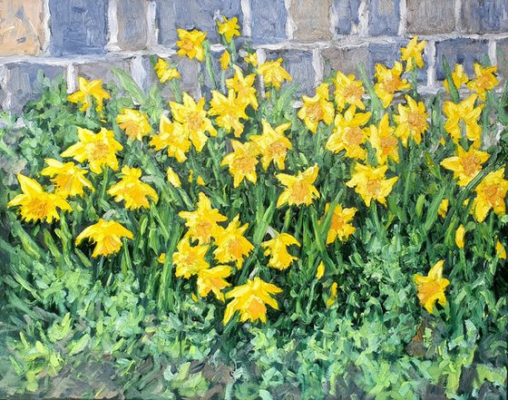 the daffodils