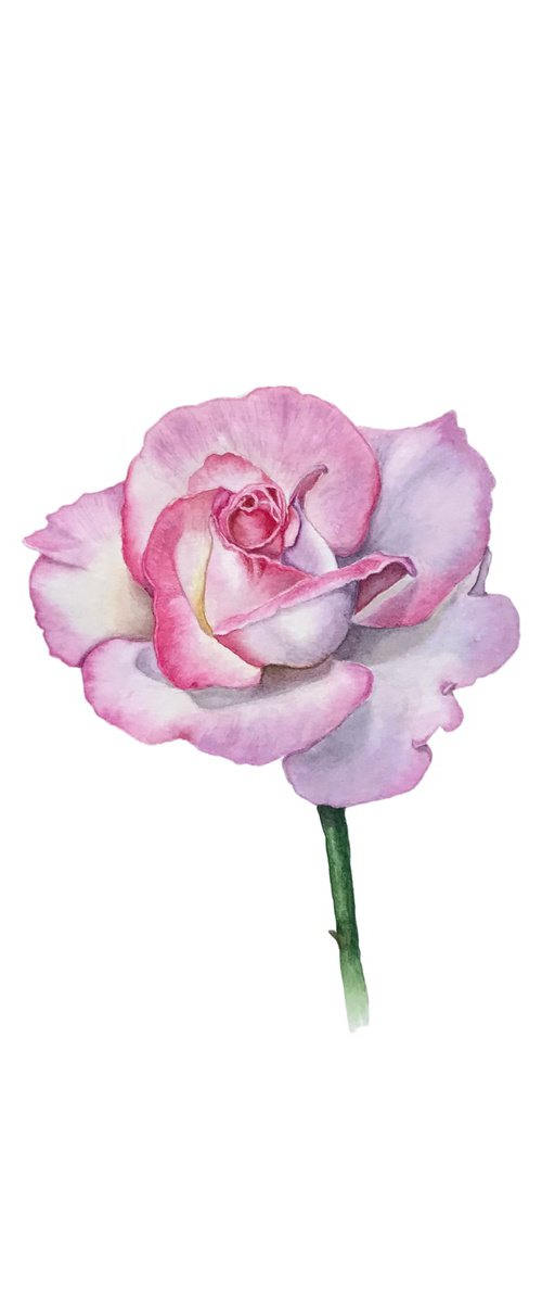 Tender pink rose by Tetiana Kovalova