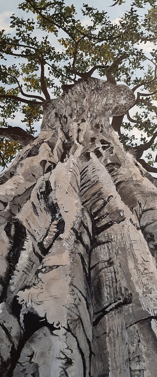 Magnificent Poplar Tree by Anne Shaughnessy