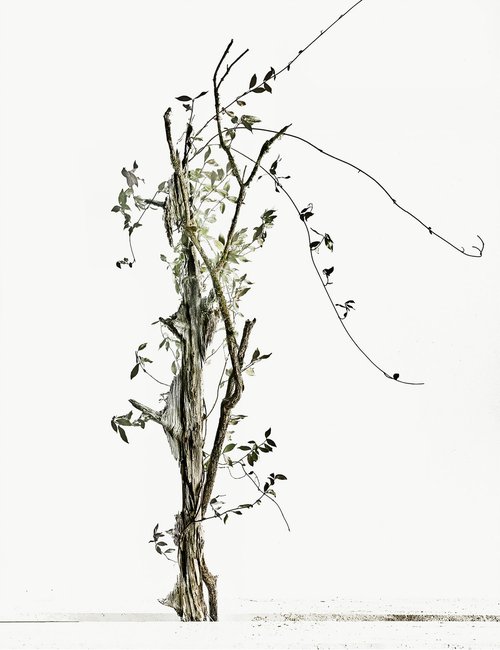 White Light#021- Climbing star jasmine, trees- by Keiichiro Muramatsu