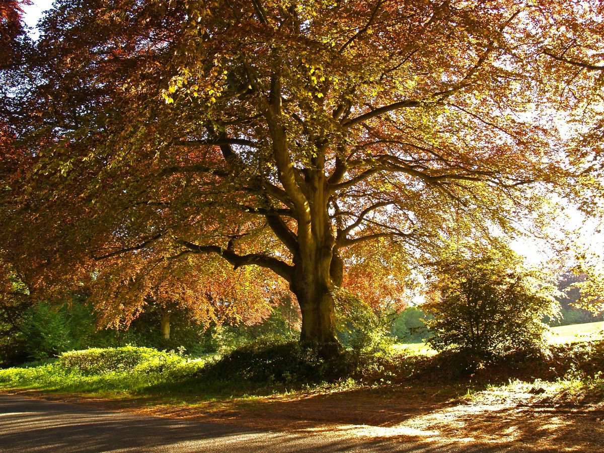 Copper Beech in Rural Hampshire by Alex Cassels
