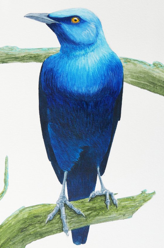 Serious blue bird on branch