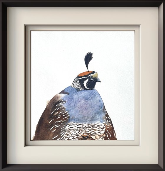 Portrait California quail Male