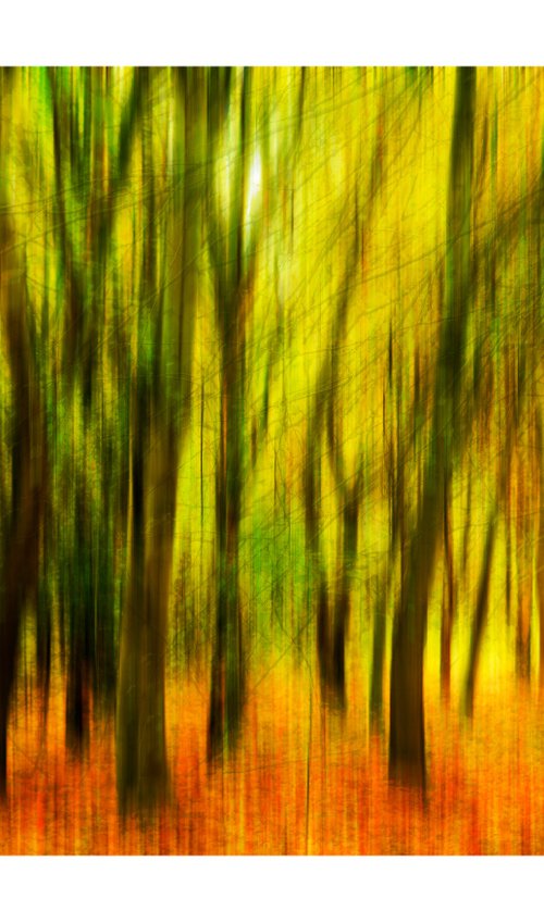 Nature Vibrations - In The Forest. Limited Edition 1/50 15x10 inch Photographic Print by Graham Briggs