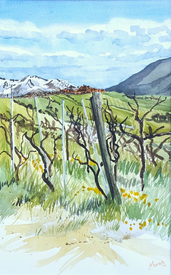 Vineyards, Bassano