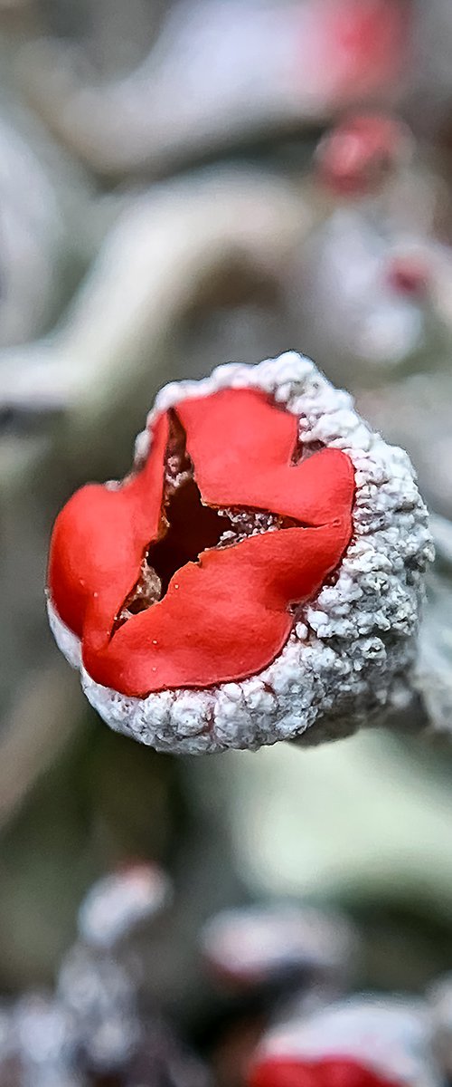 British Soldier lichen by Inna Etuvgi