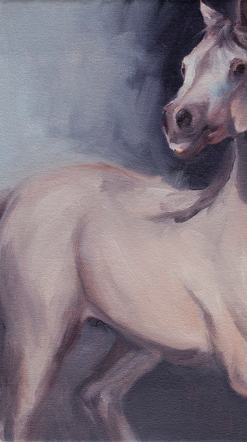 Arabian White (study) by Zil Hoque