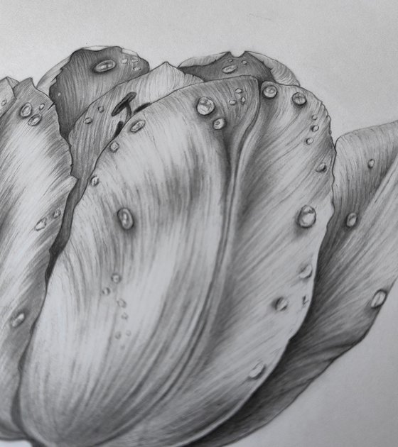 Tulip