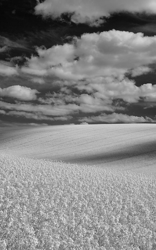 Duncton Down #3 B & W by Ed Watts