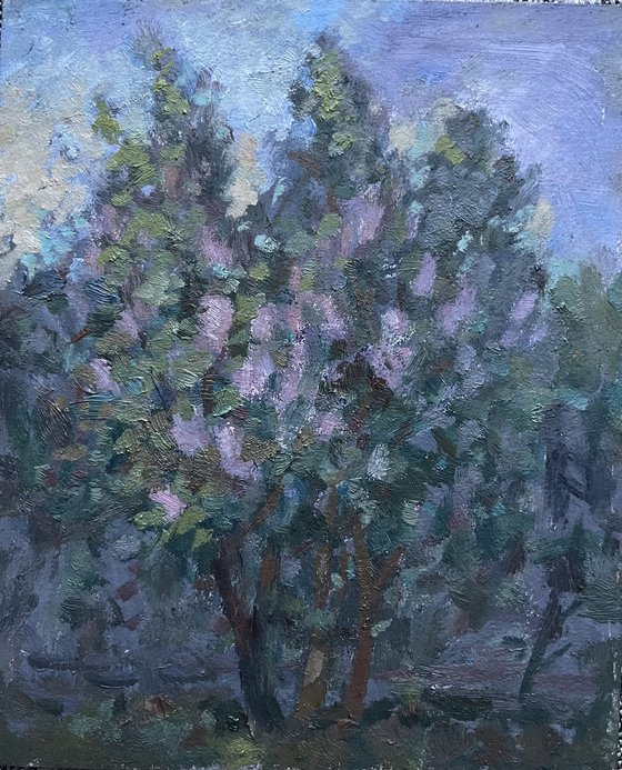 Lilacs May evening