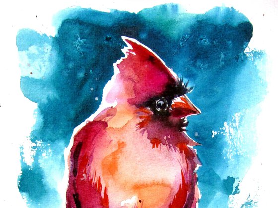 Cardinal bird