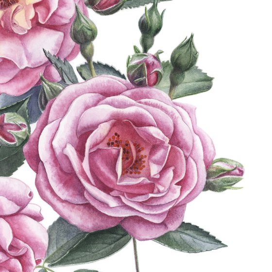 Rugosa Roses