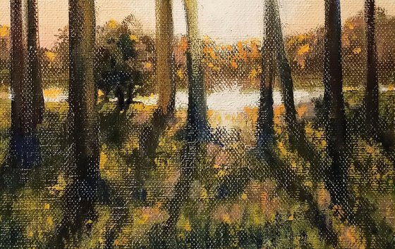 Pine trees on the shore