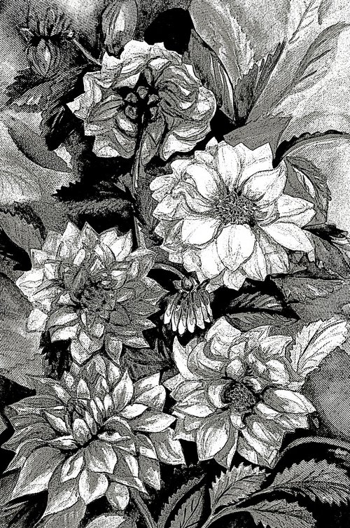 Chrysanthemums in black and white, print by Julia Gogol