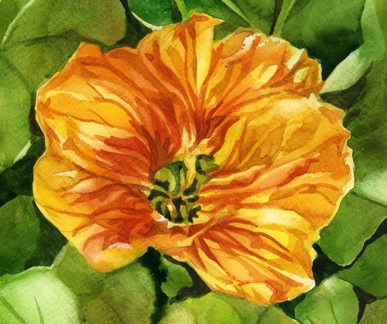 yellow nasturtium watercolor floral