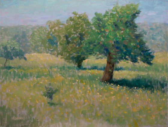 Wild apple Trees in field
