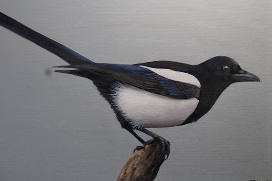 Magpie 2, Oil Painting, Bird Artwork, Animal Art Origina, Not Print