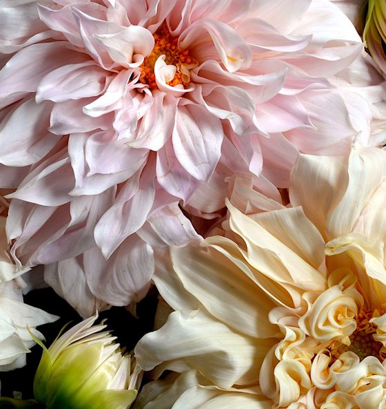 Dahlias - Strawberries & Cream