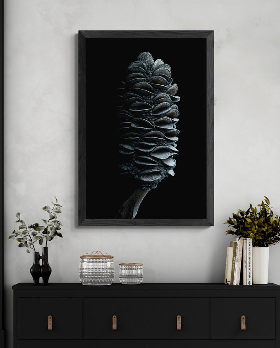 Coast Banksia Seed Pod
