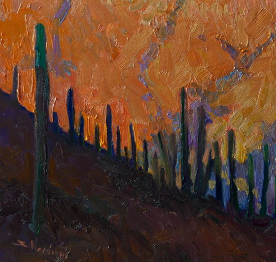 Saguaros in Desert, Evening