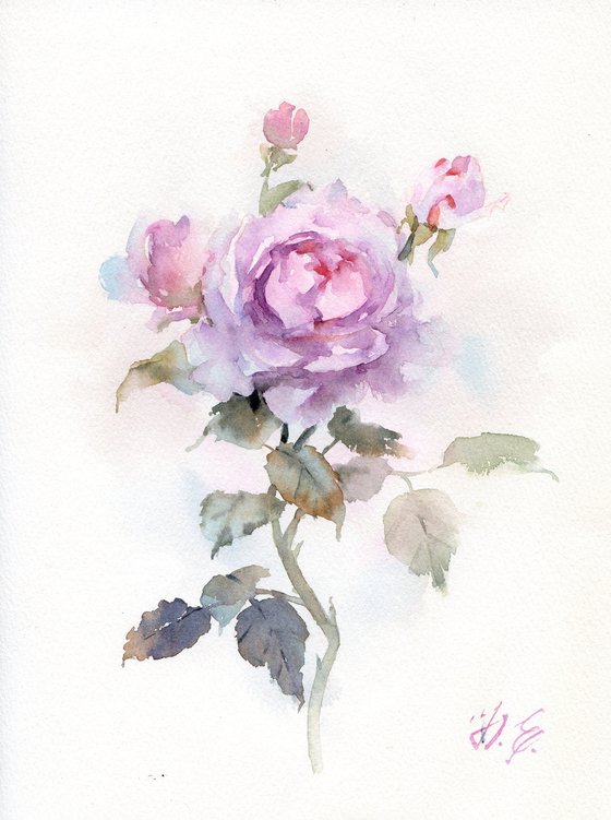 Watercolor rose with buds