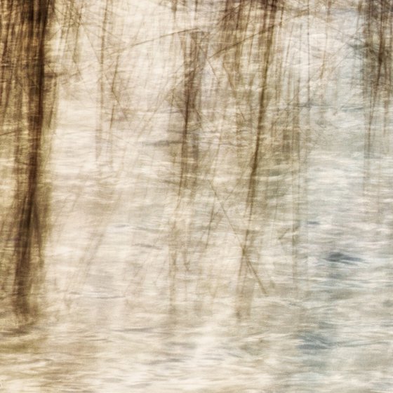 Reeds on the lake