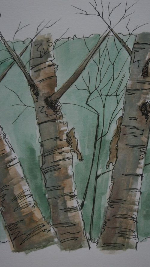 Birch Trees by Ruth Searle