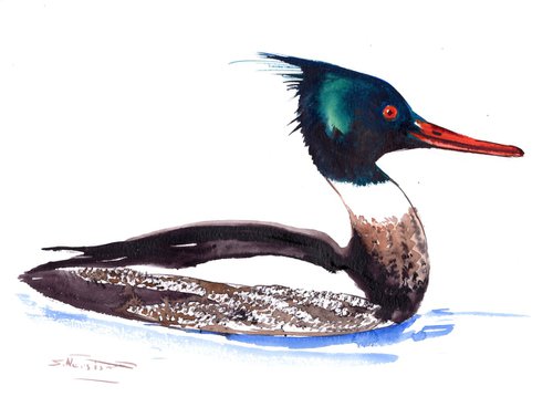 Red breasted Merganser Duck painting by Suren Nersisyan