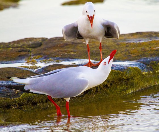 Birds - Squabbling Seagulls, Brisbane, Queensland, Australia