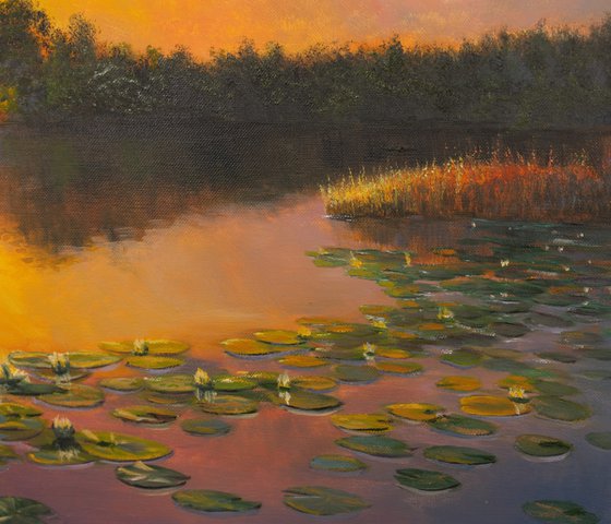 Water Lilies in the Evening