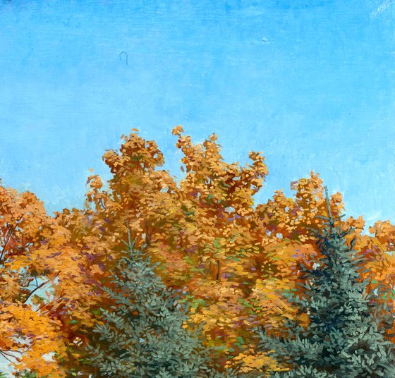 Golden maple