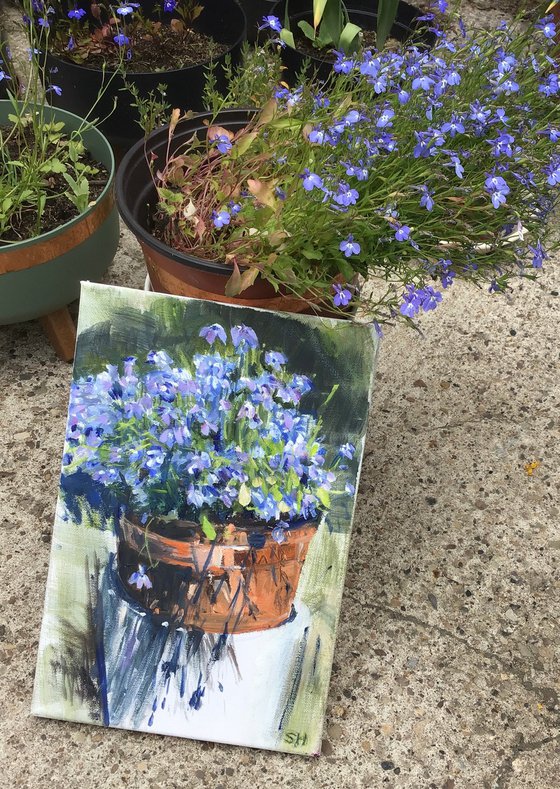 Lobelia