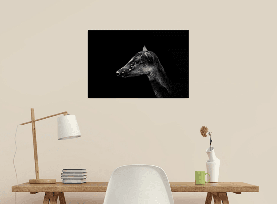 Philippine Spotted Deer