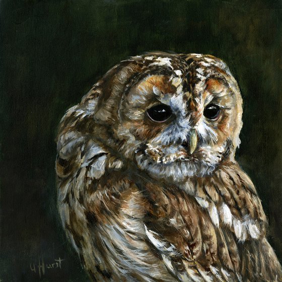 Tawny Owl, Strix  aluco oil painting