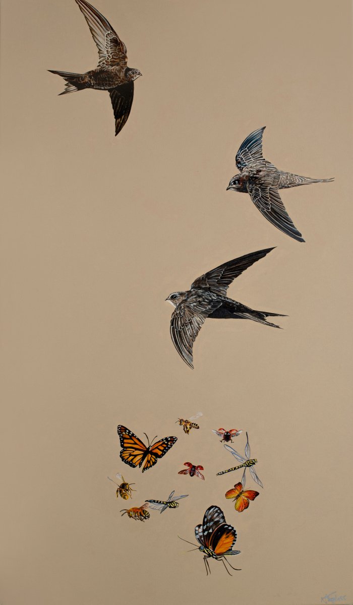 Rapid Swifts and beautiful insects by Natalie Toplass