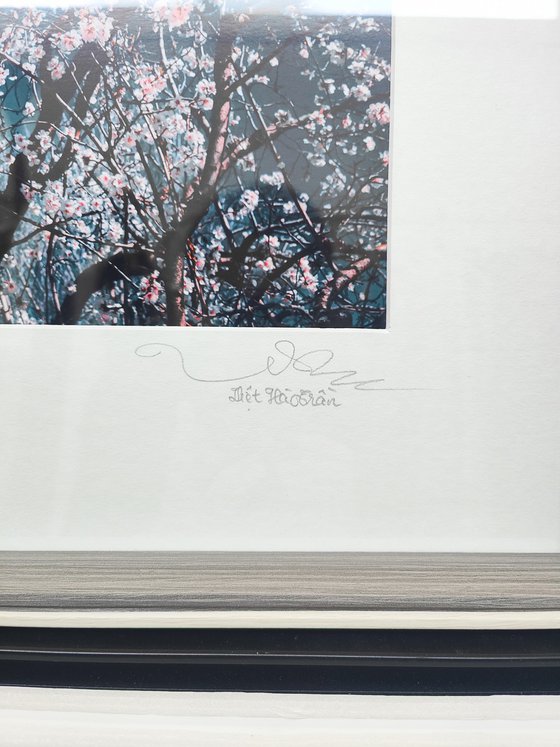 (FRAMED) Sakura Season II