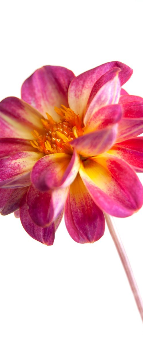 Dahlia by Fiona Young