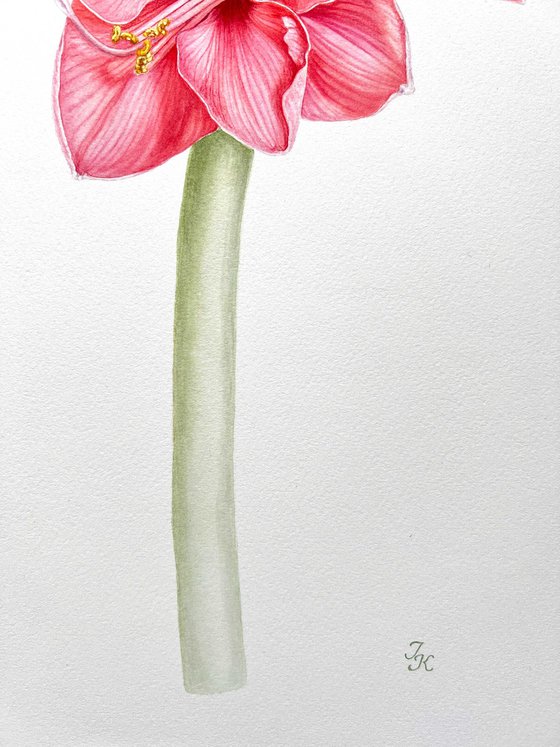 Pink hippeastrum