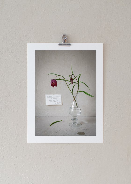 Fritillaria meleagris