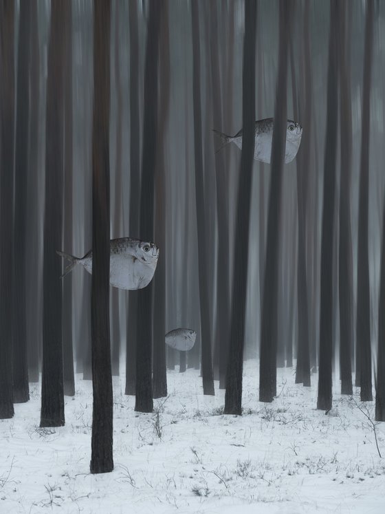 The forest and the fish