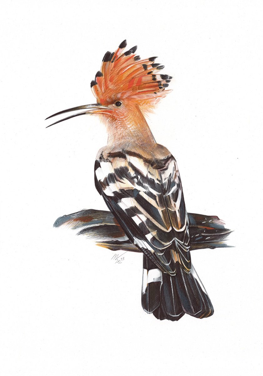 Photorealistic Animal Drawing By Daria Maier, 9 X 13, Eurasian Hoopoe, Original Artwork