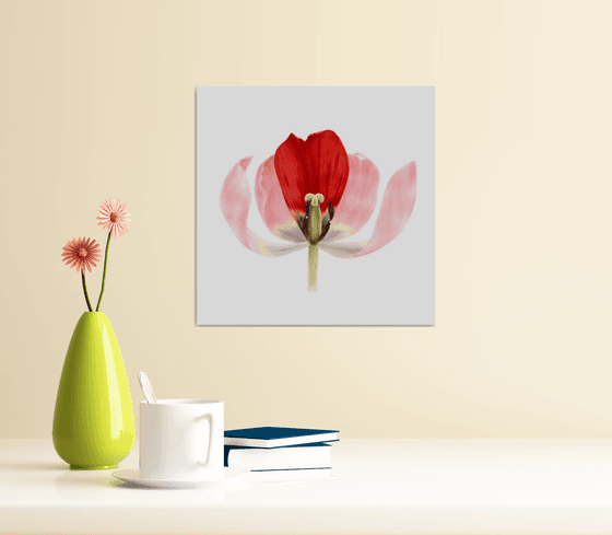 Red tulip petal art