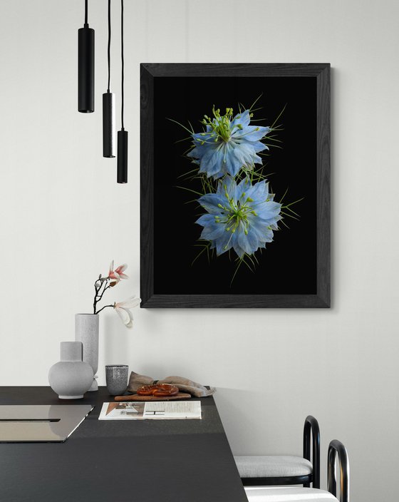 Nigella Damascena Blue