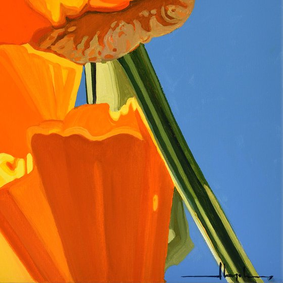Californian Poppy and Wind #1