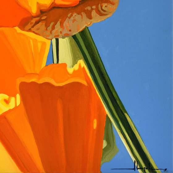 Californian Poppy and Pacific Wind #1